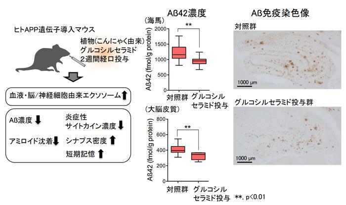 植物（こんにゃく）由来セラミド経口投与のアルツハイマー病モデルマウスにおける効果（北海道大学研究グループ提供）