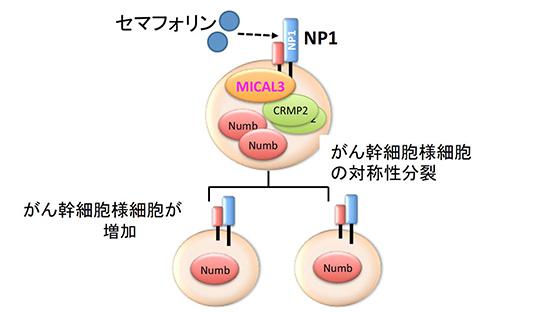 図2 乳がん幹細胞が対称性分裂を起こす仕組み。セマフォリンが乳がん幹細胞のニューロピリン(NP1)に結合すると、細胞内のMICALが活性化して、対称性分裂を引き起こす分子が次々と働きだす。