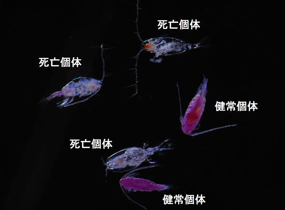 図 ニュートラルレッドという試薬で染色した動物プランクトン（カイアシ類）。生きているプランクトンは赤く染まるが、水中ですでに死んでいた動物プランクトンは染まらない。これを目で見て生死を判別する。（高橋さんら研究グループ提供）