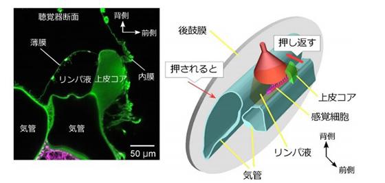 聴覚器の内部構造（提供・北海道大学/北海道大学研究グループ）