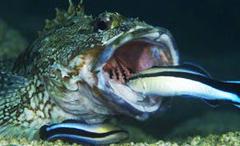 大きな魚の寄生虫を取るホンソメワケベラ(提供・大阪市立大学/大阪市立大学の研究グループ)