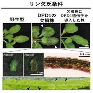 図2　リン不足の状態で育てると、ふつうの状態(野生型)だと問題なく育つが、DNAを分解する酵素が働かない状態(DPD1の欠損株)のものは、葉が茶色に変色してしまう。ふたたび酵素が働くように遺伝子を変えると、ふつうの状態に戻る。