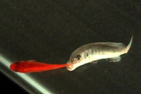 写真　金魚（左）の尾びれに食いつくヒレ食魚のシクリッド。（竹内さんら研究グループ提供）