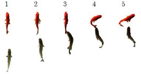 図　金魚の尾びれに食いつこうとするヒレ食魚の動き。「右利き」の場合。（1）水槽の底を伝って背後からゆっくり接近（2）右に回り込んでスピードを上げる（3）頭を傾けて尾びれにかみつく（4）胴を左右にくねらせて（5）ひれをかみちぎる。（竹内さんら研究グループ提供）"><br>図　金魚の尾びれに食いつこうとするヒレ食魚の動き。「右利き」の場合。（1）水槽の底を伝って背後からゆっくり接近（2）右に回り込んでスピードを上げる（3）頭を傾けて尾びれにかみつく（4）胴を左右にくねらせて（5）ひれをかみちぎる。（竹内さんら研究グループ提供）
