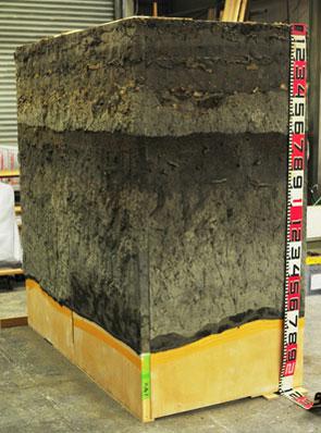 作製された津波堆積物の実物標本(メジャーの数字は10cmごと)
(提供：産業技術総合研究所)