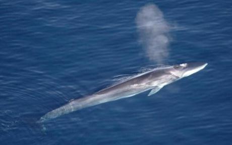日本近海にも生息するナガスクジラ（IUCN/Aqqa Rosing-Asvid 氏提供）