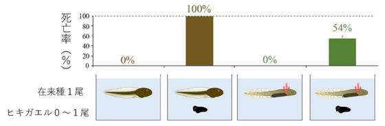 図　外来のアズマヒキガエルと在来のエゾアカガエルのオタマジャクシを一緒にすると、エゾアカガエルは3日後までに全数が死んだ（左から2番目）。しかし、エゾサンショウウオは半分しか死なない（右端）。