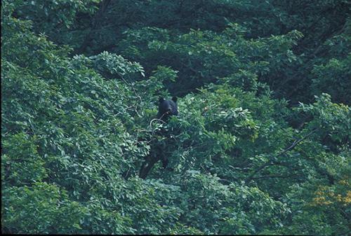 写真1 写真中央の樹上でツキノワグマが採食している。(撮影・横田博)