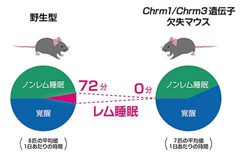 図  野生型とChrm1/Chrm3遺伝子欠失マウスの睡眠量の比較(提供・理化学研究所)