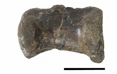 写真 発見された恐竜の尾椎骨化石(右側面観)スケールは 5 cm(提供・北海道大学／北海道大学などの研究グループ)