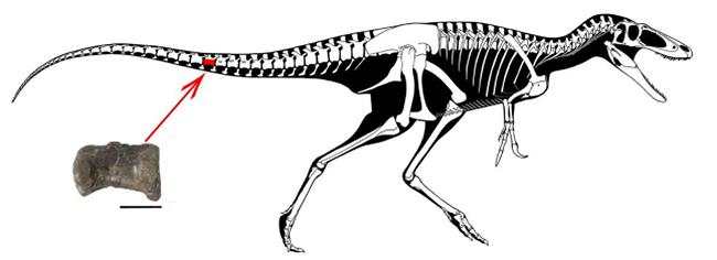 図2 ティラノサウルス類の骨格図(骨格はティムルレンギア)(?増川玄哉氏)(提供・北海道大学／北海道大学などの研究グループ)