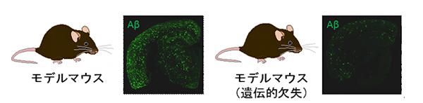 画像 アルツハイマー病のモデルマウスの脳にはAβが蓄積している(左)が、特定の領域を欠失させたモデルマウスの脳にはあまり蓄積していない(理研の研究グループ提供)