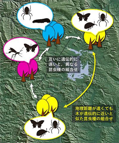 図2 木が遺伝的に近いほど、そこに集まる虫の組み合わせである「小さな生態系」も似ている(北海道大学 提供)