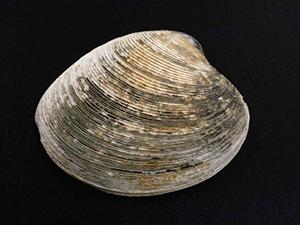 写真1．ビノスガイの貝殻。写真の貝殻は横幅が約10センチメートルで、標準的なサイズ　写真:東京大学プレスリリースより