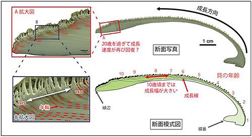 図1．ビノスガイの貝殻の切断面に見られる成長線と模式図。表面の凸凹と成長線は一致していない。1年に1本刻まれる成長線の幅は等間隔ではなく、時期によって年間成長量が異なることが分かる　画像:東京大学プレスリリースより