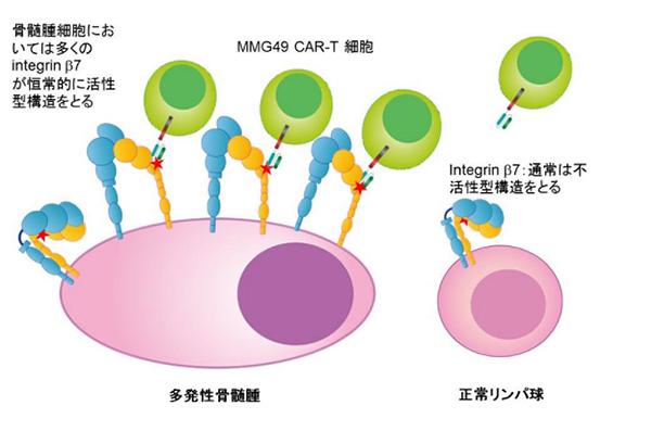 図1 インテグリンβ7の活性型立体構造を標的にしたMMG49・CAR-T細胞療法。骨髄腫の細胞ではインテグリンβ7が多く発現している上に、その多くが常に活性化した構造になっている。一方、正常のリンパ球にもインテグリンβ7は発現しているが、ほとんどの場合不活性型の構造。活性型構造でのみ露出する部位(左図、赤い星印部分)を標的にしたCAR-T細胞で骨髄腫細胞を特異的に攻撃することが可能(提供・大阪大学の研究グループ)