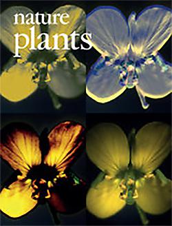 写真．Nature Plants(Volume 3 Issue 1 January 2017)に掲載された研究チームの写真(アブラナの花)より。トップページ、一覧ページの写真もこの一部  →「Nature Plants 3, 16206 (2016)」。