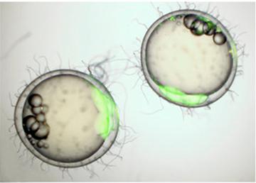 写真1．色付けされた生殖幹細胞を移植して作られた胚 提供:秋田大学 関氏
