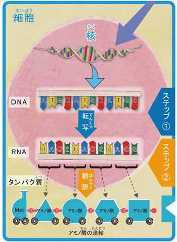図4．DNA情報がRNAに①転写され、それが②翻訳されてタンパク質になる流れを、段階的に捉えている。 出典:親子であそぼ!!遺伝子るんるん学び帳(“セントラルドグマ”の解説ページより)