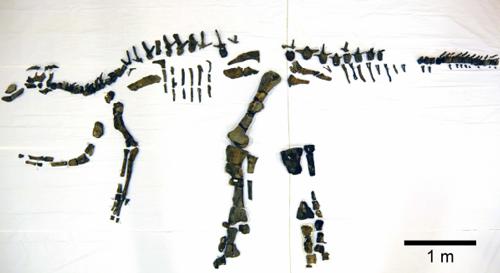 写真1 クリーニングされた恐竜(むかわ竜)の全身骨格(提供・北海道大学/むかわ町穂別博物館)