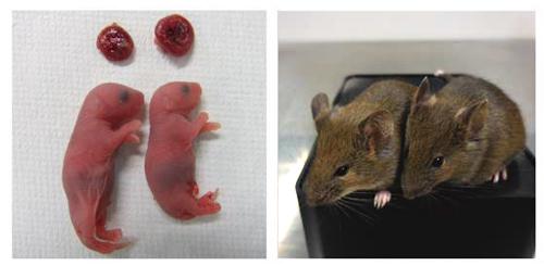 写真 尻尾由来のiPS細胞から作られた卵子を体外受精させて誕生したマウス。左が誕生直後、右は生後4週間(撮影・九州大学などの研究グループ、提供・九州大学)