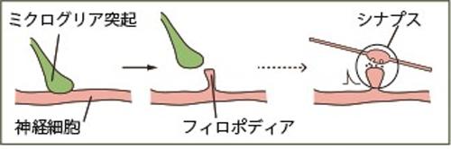 図 ミクログリア細胞がシナプス新生を促す過程の模式図(生理学研究所・山梨大学など研究グループ提供)