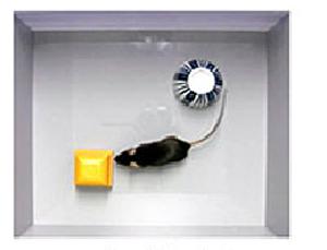 写真「新奇物体認識課題」実験中のマウス(提供 富山大学など研究グループ)