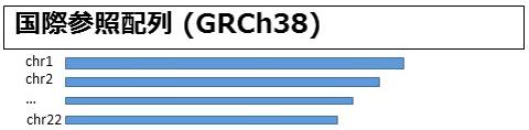 図1．国際参照配列のイメージ。染色体(chr1,、chr2〜chr22)ごとの塩基配列の長さを、青色のバーの長さで示している(長さの縮尺は正確ではない)。(図1〜3は東北メディカル・メガバンク機構で作成する日本人の基準ゲノムのポータルサイト「Japanese Reference Genome」より)