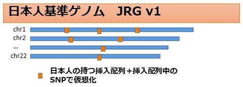 図2．日本人基準ゲノムのイメージ。国際参照配列(青)に、日本人特有の塩基配列(オレンジ)が挿入された。