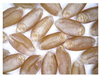 写真1．開発された小麦. 見た目は通常の小麦とほとんど変わらない。(提供:農業・食品産業技術総合研究機構)