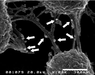 図3．プロテウス菌の鞭毛(枝のように見える部分)に、Lypd8(矢印)が結合している