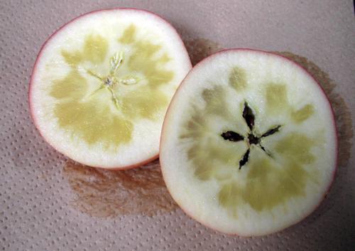 蜜入りリンゴのおいしさの正体「香り」 | Science Portal - 科学技術の ...