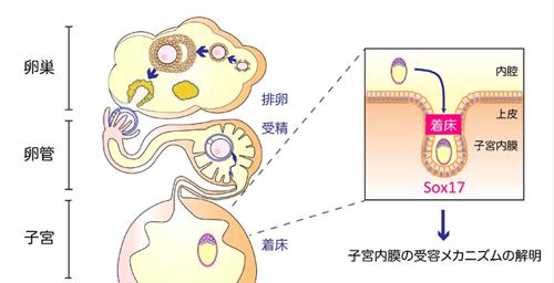 図 胚が着床するイメージ図(東京医科歯科大学提供) 