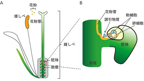 図 植物の受精過程(名古屋大学提供)