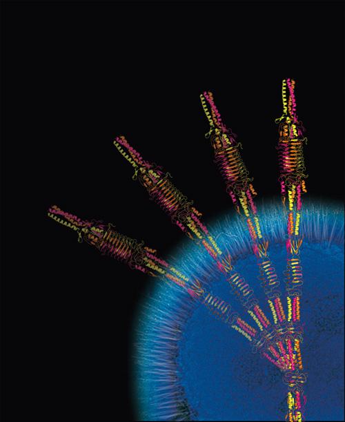 微生物「アシネトバクター」と、今回発見された、接着力を持つ毛の部分の立体構造(イメージ図)