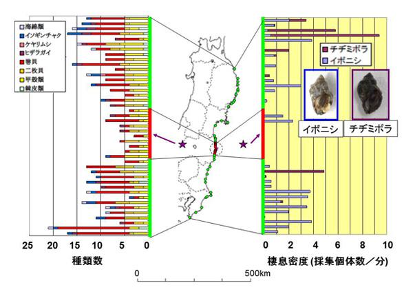 図 1．潮間帯における無脊椎動物の種類数とイボニシ、チヂミボラの生息密度(1分間あたりの採集個体数)。地図の沿岸部の紫色の星印は福島第一原発を、点線の円は半径20キロメートル圏内を示す。グラフの軸部分の赤線は福島第一原発から20キロメートル圏内であることを示す。