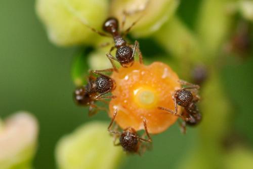 写真．科学技術振興機構(JST)資料写真のアミメアリ。実験に用いられたアリとは異なります