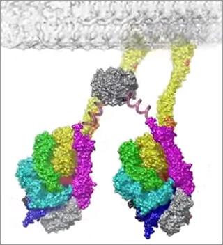 ダイニンのイメージ画像。微小管(上部の薄いグレーの帯部)とつながって、核、ミトコンドリア、RNA、タンパク質などの貨物と結合しながら微小管上を移動し、細胞内の必要な場所に運ぶ。出典:英国国立リーズ大学が作成した解説映像より