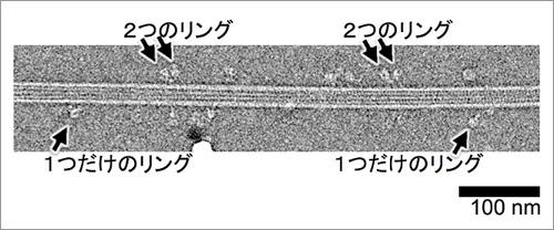 図2．上下中央を左右に伸びるのは微小管。微小管に結合してその上を歩くダイニンが見える。ダイニンは、2つのリングが見える構造と、2つのリングが重なって1つのリングのように見える構造の2種類の構造が観察された。瞬間的に凍結し冷凍状態のまま撮影。(出典:中央大学他、共同プレスリリース)