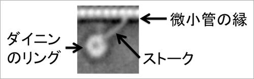 図3.微小管上で動くダイニン。ダイニンの顕微鏡観察写真を多数重ね、平均的な姿に画像処理して作成。
(出典:中央大学他、共同プレスリリース)
