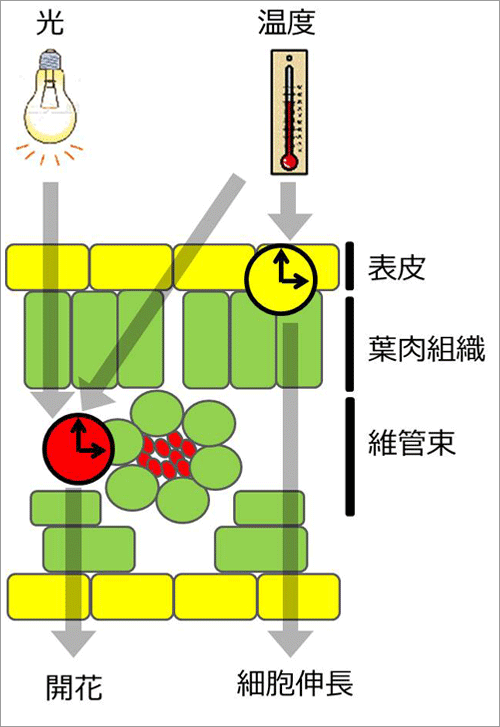 図5．植物の各組織の時計の役割分担(概念図)。