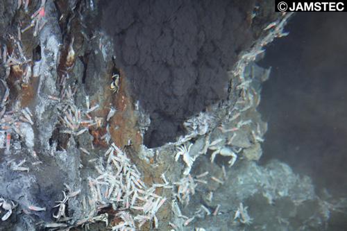 図2. マリアナトラフの水深3,083メートルで撮影された熱水噴出孔。黒くモクモクと湧き上がっているのは最高400℃にもなる熱水。周りには白っぽいエビやカニが多く見える。これらは、熱水中の化合物を食べる微生物をエサに生きている。(提供：海洋研究開発機構)