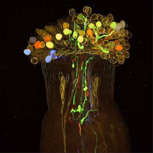 シロイヌナズナのめしべ。
青、緑、黄、赤色に標色した花粉から花粉管が伸びる様子が美しい顕微鏡写真。Development誌 Vol143/Issue23の表紙を飾った。
