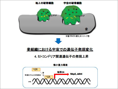 図4．図の上部は、宇宙で活性化する破骨細胞のイメージ。fkbp5とddit4はグルココルチコイド受容体(GR)の働きで発現する遺伝子として知られ、今回の宇宙メダカでは、この遺伝子が異常に多く発現していた。その異常発現が、破骨細胞活性化の原因か。なお、グルココルチコイドはストレスなどで分泌される副腎皮質ホルモンの一種で、グルココルチコイド受容体は、ミトコンドリアで作用する。
