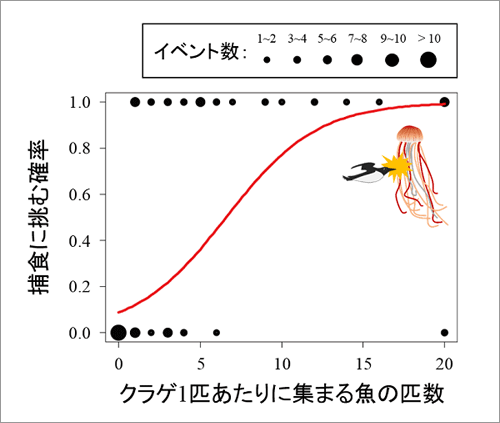 クラゲ1匹あたりに集まる魚の匹数(横軸)とハシブトウミガラスが捕獲する確率(縦軸)の関係。黒丸の大きさは、ビデオロガーを装着した4個体で観察された、各イベント数(上:捕獲を挑んだ回数。下:挑まなかった回数)を表す。魚の数が増えるほど、クラゲに挑む確率(図中、赤線)が高くなる結果だった。