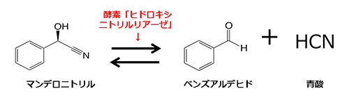 ヒドロキシニトリルリアーゼは、右から左、左から右の両方の化学反応を触媒する。マンデロニトリルはさまざまな医農薬品の原料として利用価値があり、産業用には右から左への反応の触媒としてヒドロキシニトリルリアーゼが活用される。