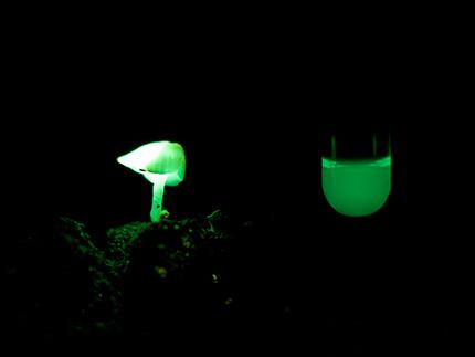 写真2．実際のヤコウタケの発光と、試験管内でヒスピジンを光らせたものを並べた写真 提供：大場裕一氏