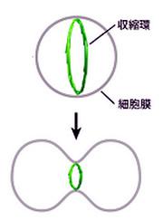 動物細胞が分裂する仕組み。収縮環と呼ばれる、アクチン繊維を主体とするリング状のバンドル構造の収縮により細胞は分裂する。収縮環形成の仕組みは不明。