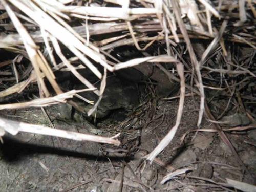 ススキ群落内の地中に掘られたオガサワラヒメミズナギドリの巣