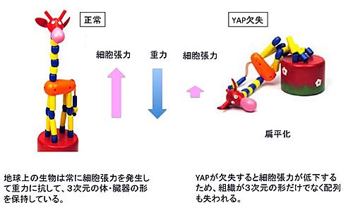 YAP変異(消失)は細胞張力が低下して体や臓器の扁平化を引き起こすイメージ図